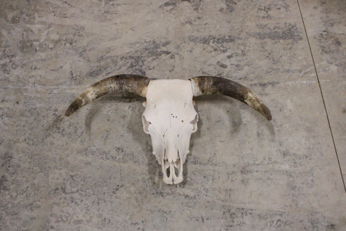 Highland Bull Skull