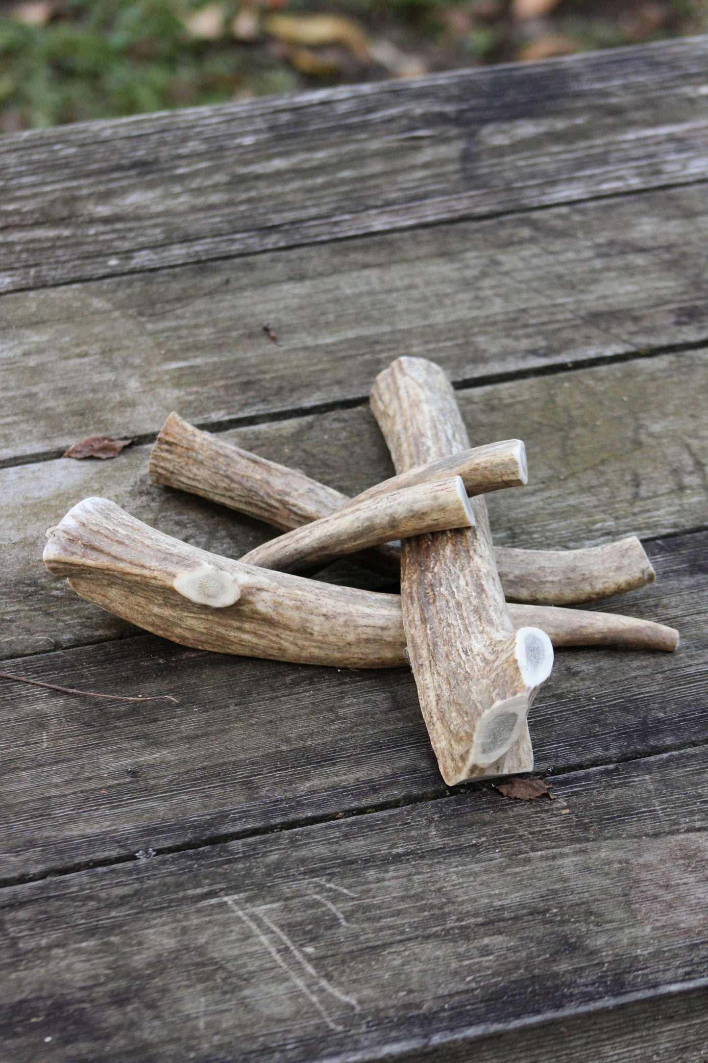 Elk Antler Dog Bones