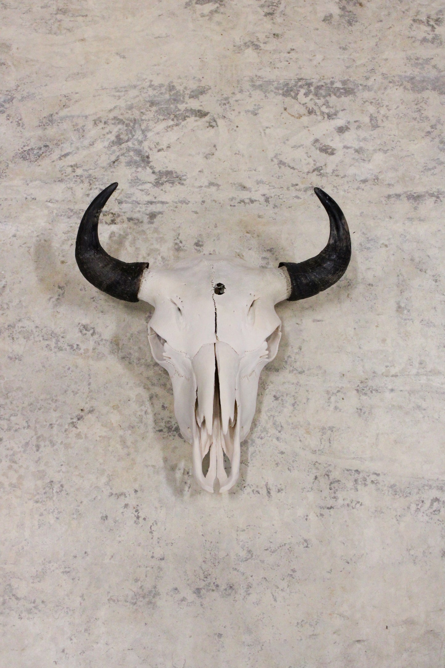 Bison Skull