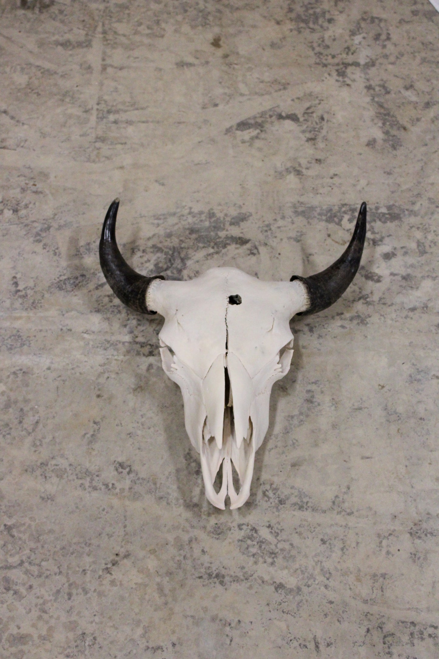 Bison Skull