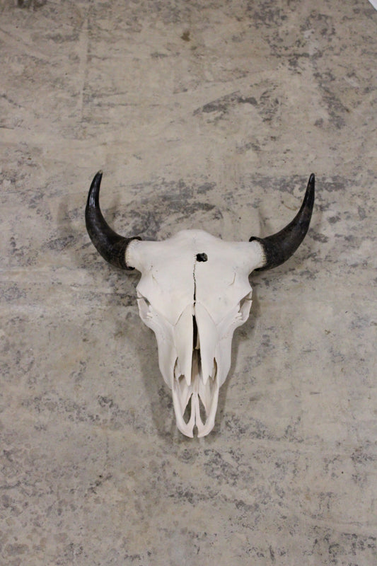 Bison Skull