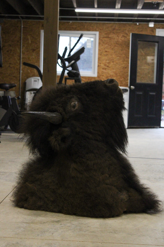 Bison Mount