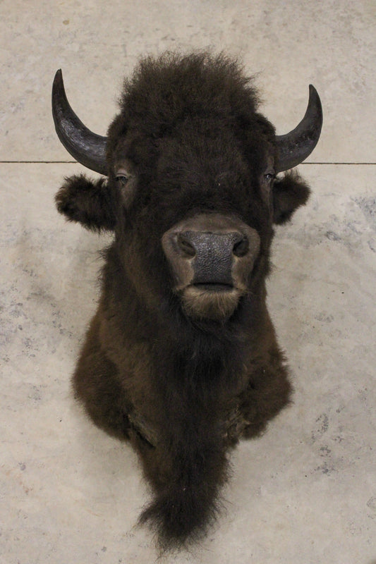 Bison Mount