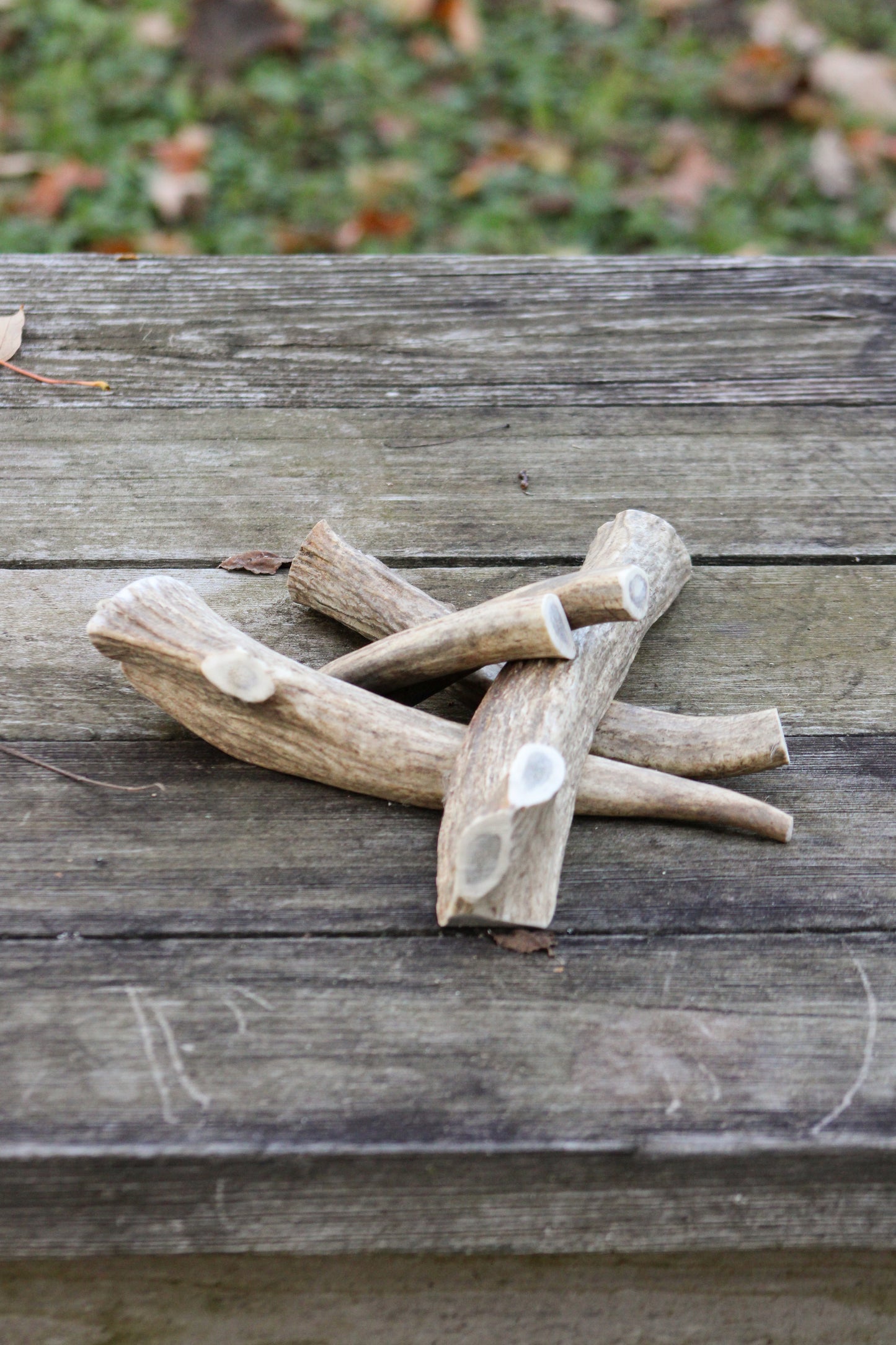 Elk Antler Dog Bones